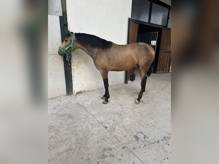 PRE Croisé Étalon 3 Ans 163 cm Isabelle in Valderrubio