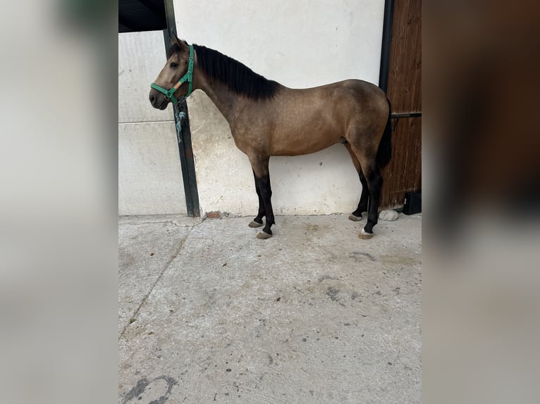 PRE Croisé Étalon 3 Ans 163 cm Isabelle in Valderrubio