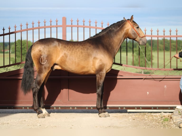 PRE Étalon 3 Ans 163 cm Isabelle in Chalon-sur-Saône