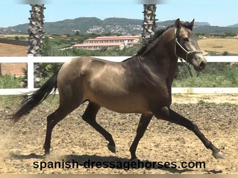 PRE Croisé Étalon 3 Ans 163 cm Isabelle in Barcelona