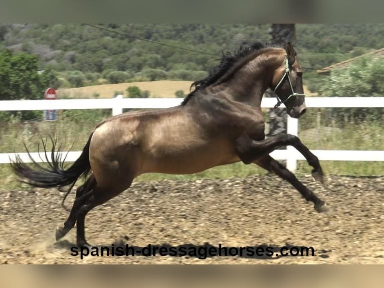 PRE Croisé Étalon 3 Ans 163 cm Isabelle in Barcelona