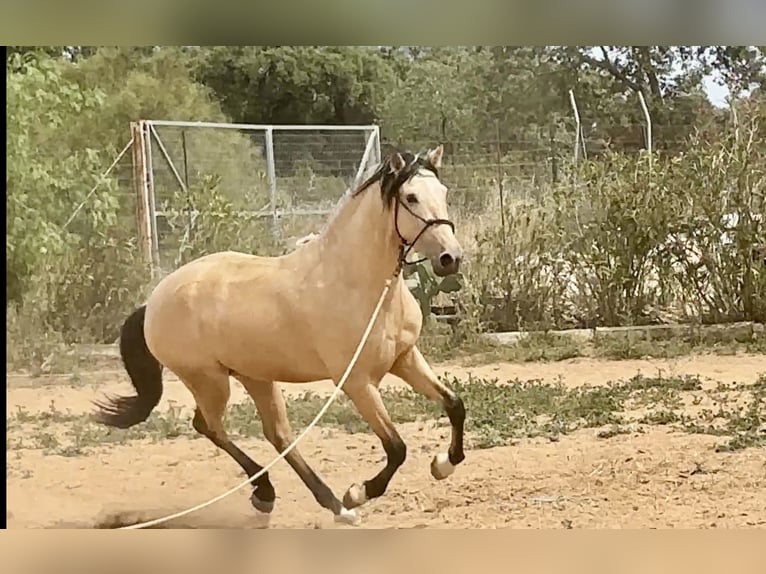 PRE Croisé Étalon 3 Ans 163 cm Isabelle in Galaroza (Huelva)