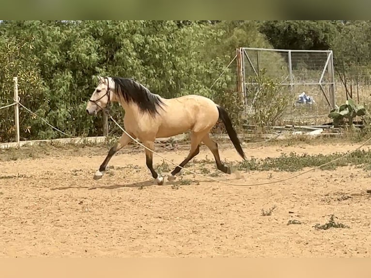 PRE Croisé Étalon 3 Ans 163 cm Isabelle in Galaroza (Huelva)