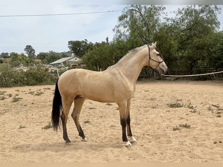 PRE Croisé Étalon 3 Ans 163 cm Isabelle in Galaroza (Huelva)