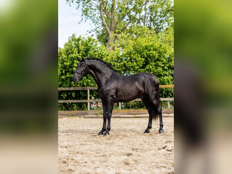 PRE Croisé Étalon 3 Ans 163 cm Noir in Sm