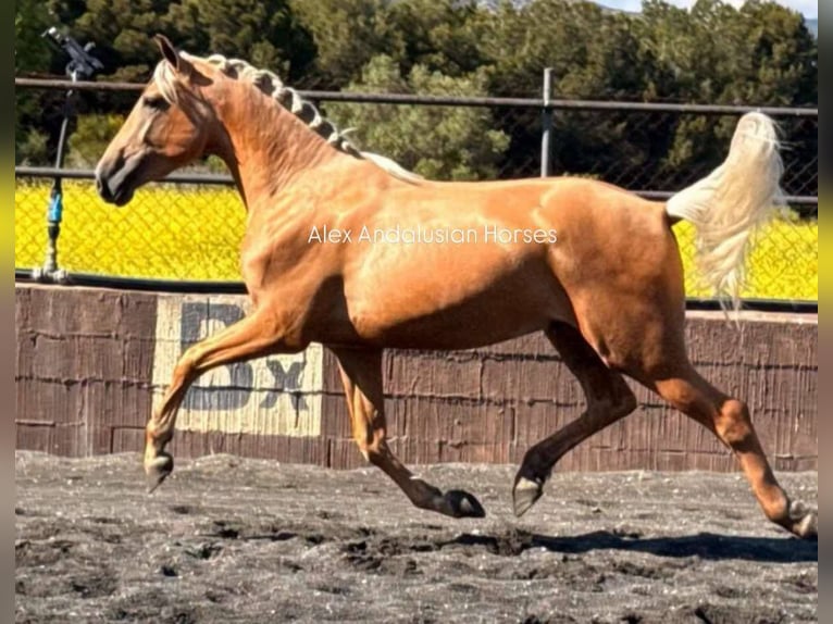 PRE Croisé Étalon 3 Ans 163 cm Palomino in Sevilla