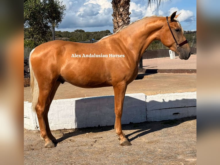 PRE Croisé Étalon 3 Ans 163 cm Palomino in Sevilla