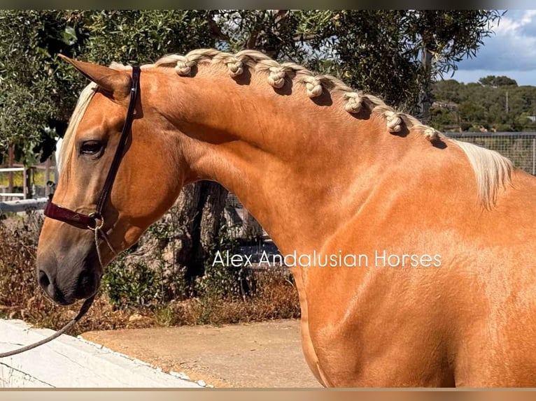 PRE Croisé Étalon 3 Ans 163 cm Palomino in Sevilla