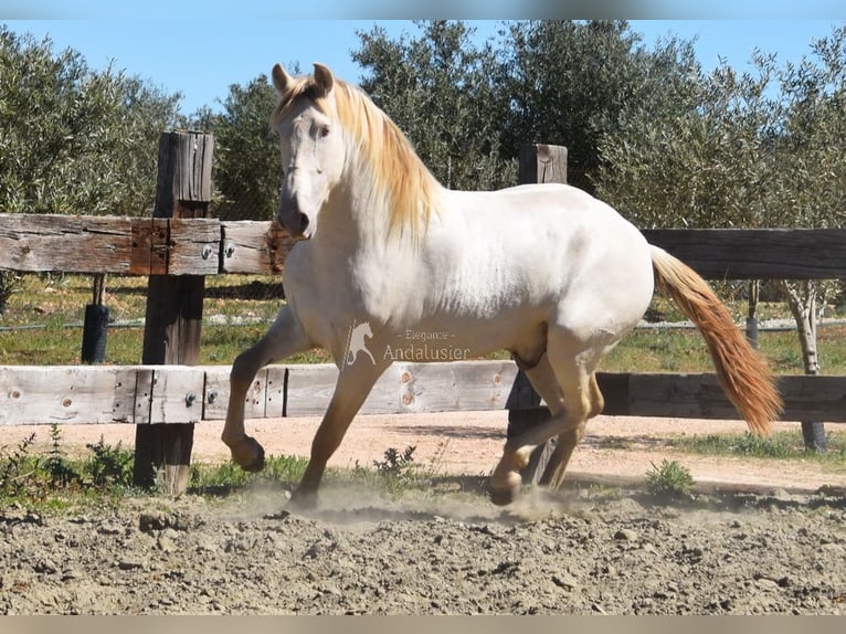 PRE Étalon 3 Ans 163 cm Perle in Provinz Malaga