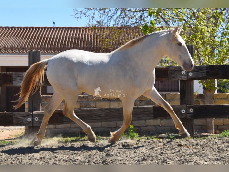 PRE Étalon 3 Ans 163 cm Perle in Provinz Malaga