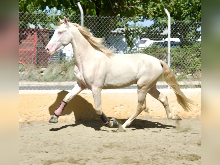 PRE Croisé Étalon 3 Ans 163 cm Perlino in München