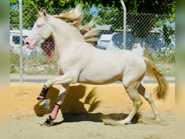 PRE Croisé Étalon 3 Ans 163 cm Perlino in München