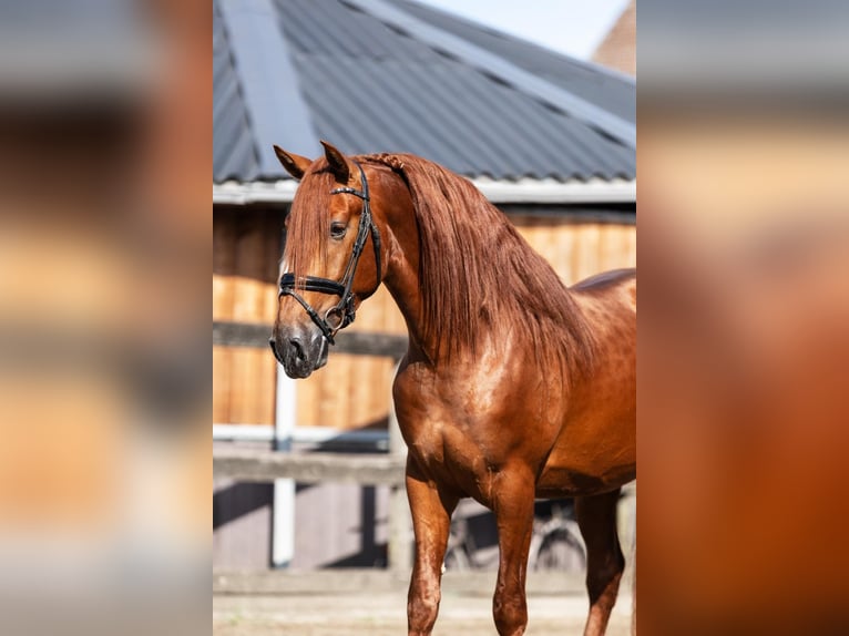 PRE Étalon 3 Ans 164 cm Alezan in Sm