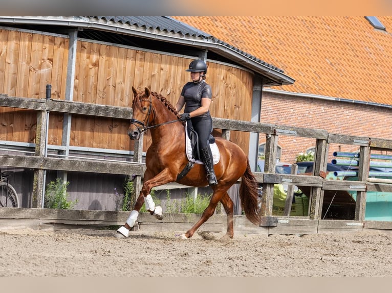 PRE Étalon 3 Ans 164 cm Alezan in Sm