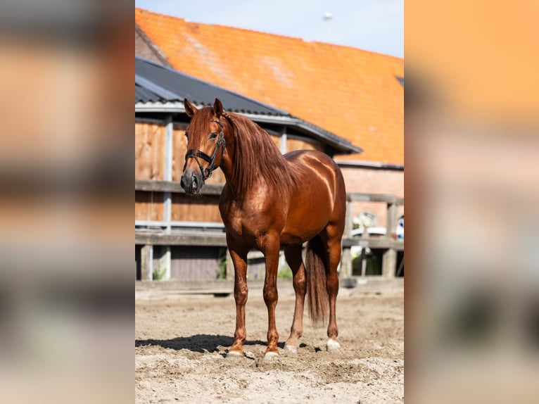PRE Étalon 3 Ans 164 cm Alezan in Sm