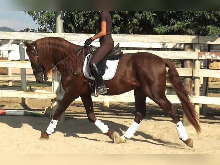 PRE Croisé Étalon 3 Ans 164 cm Alezan in Barcelona