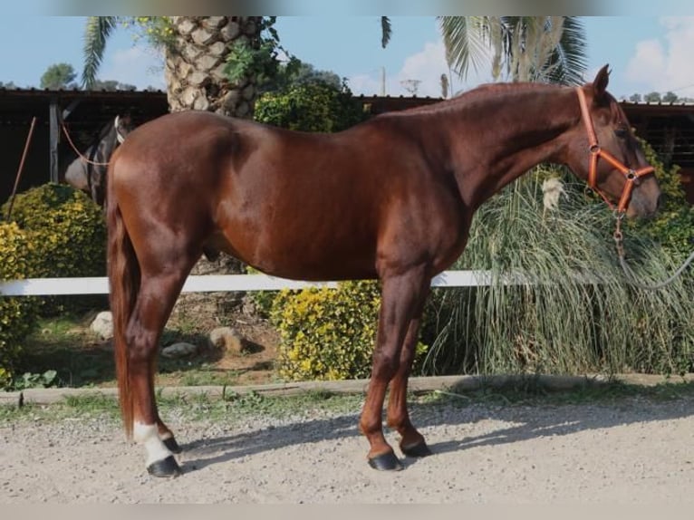 PRE Croisé Étalon 3 Ans 164 cm Alezan in Barcelona