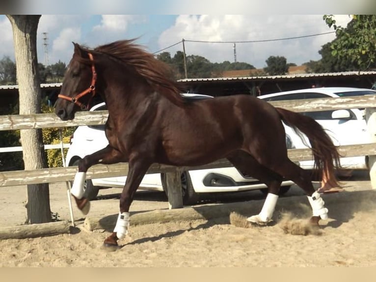 PRE Croisé Étalon 3 Ans 164 cm Alezan in Barcelona