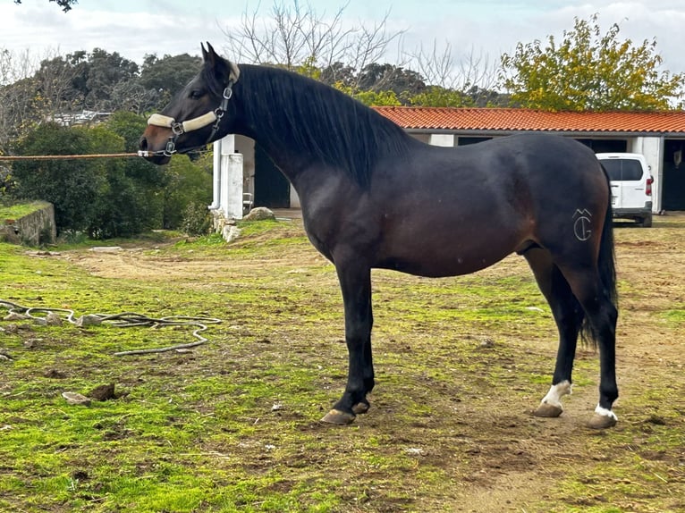 PRE Croisé Étalon 3 Ans 164 cm Bai brun in Mejorada