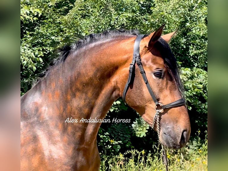 PRE Croisé Étalon 3 Ans 164 cm Bai in Sevilla