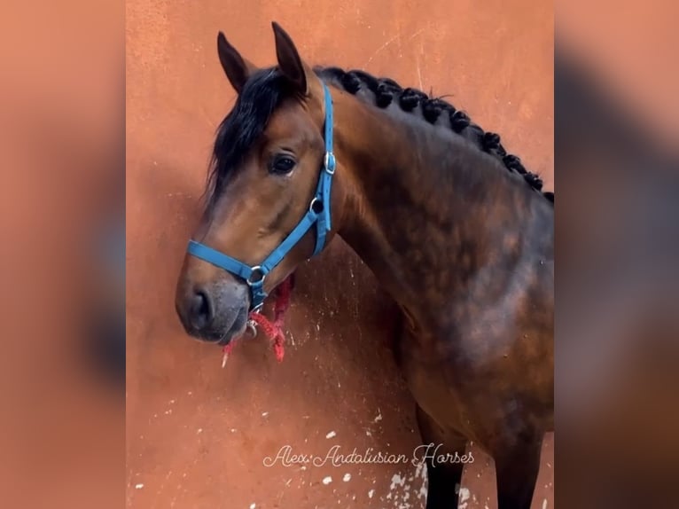 PRE Croisé Étalon 3 Ans 164 cm Bai in Sevilla