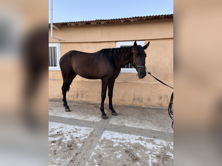 PRE Étalon 3 Ans 164 cm Bai in Montilla