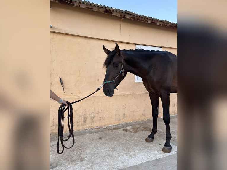 PRE Étalon 3 Ans 164 cm Bai in Montilla