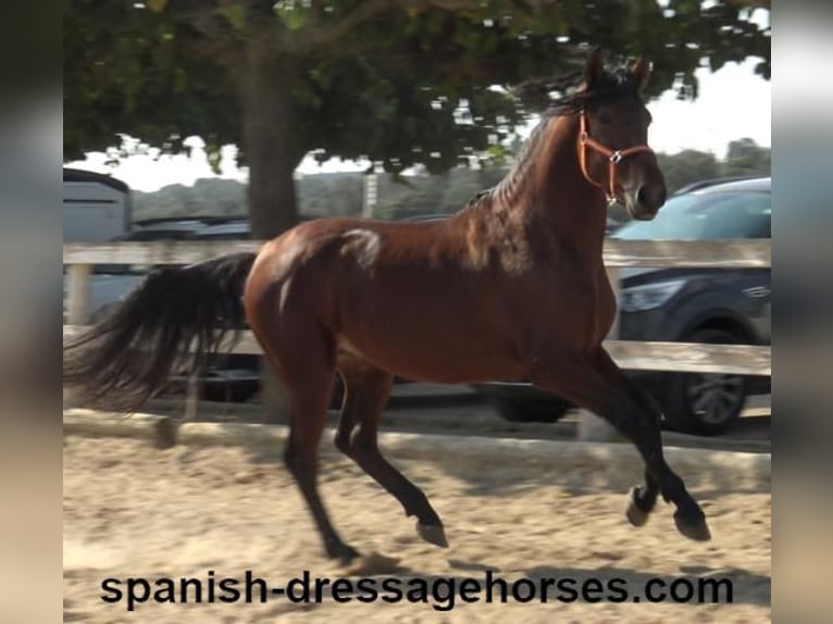 PRE Croisé Étalon 3 Ans 164 cm Bai in Barcelona