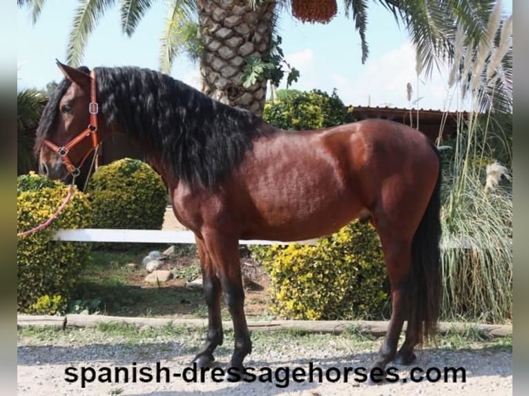 PRE Croisé Étalon 3 Ans 164 cm Bai in Barcelona