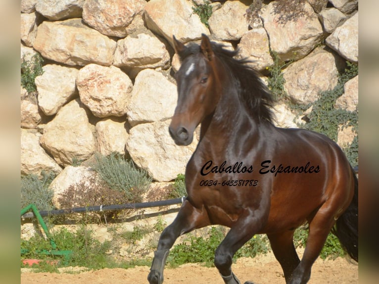 PRE Croisé Étalon 3 Ans 164 cm Bai in Vejer de la Frontera