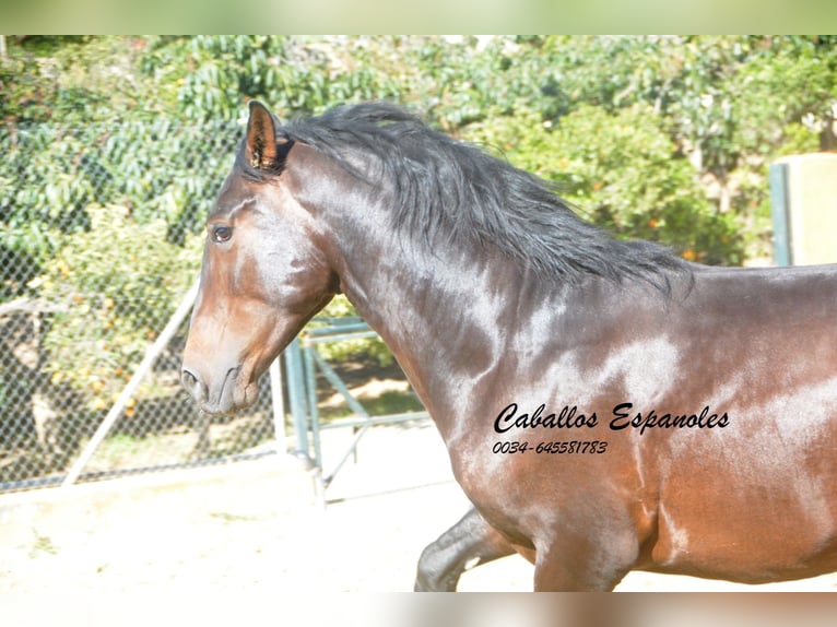 PRE Croisé Étalon 3 Ans 164 cm Bai in Vejer de la Frontera