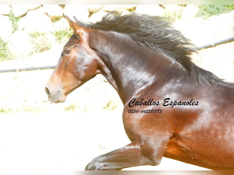 PRE Croisé Étalon 3 Ans 164 cm Bai in Vejer de la Frontera