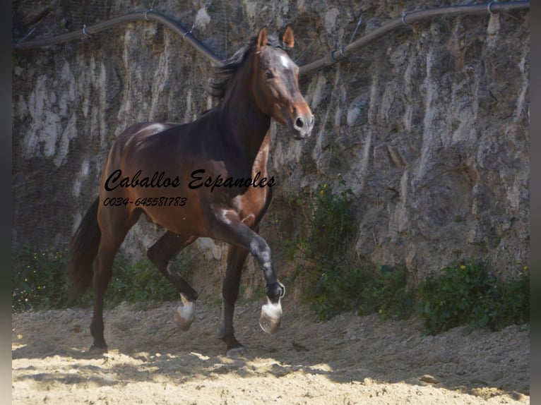 PRE Croisé Étalon 3 Ans 164 cm Bai in Vejer de la Frontera