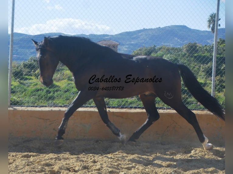 PRE Croisé Étalon 3 Ans 164 cm Bai in Vejer de la Frontera