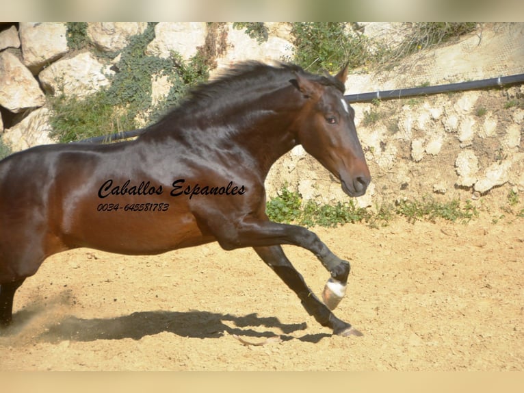 PRE Croisé Étalon 3 Ans 164 cm Bai in Vejer de la Frontera