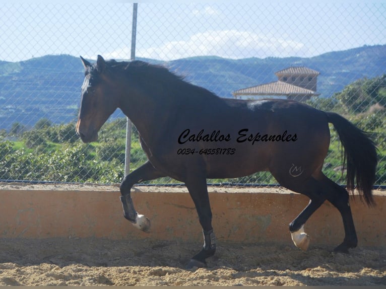 PRE Croisé Étalon 3 Ans 164 cm Bai in Vejer de la Frontera