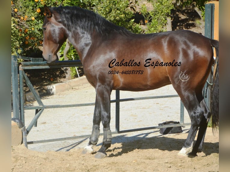 PRE Croisé Étalon 3 Ans 164 cm Bai in Vejer de la Frontera