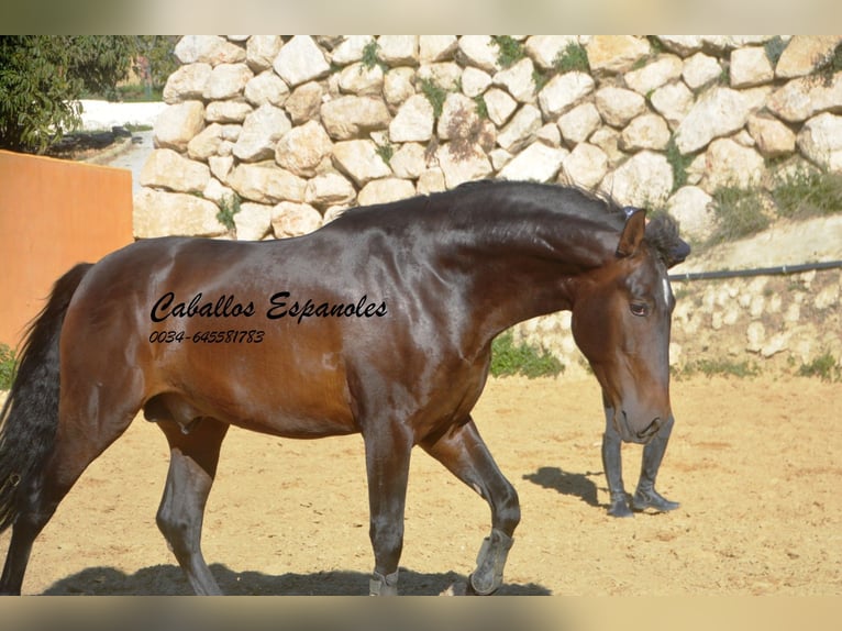 PRE Croisé Étalon 3 Ans 164 cm Bai in Vejer de la Frontera