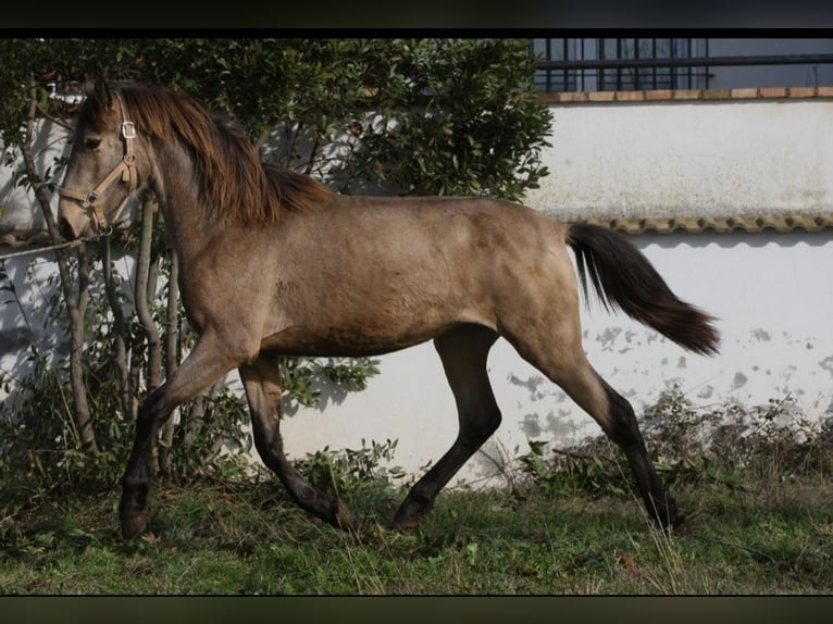 PRE Croisé Étalon 3 Ans 164 cm Buckskin in Olvan
