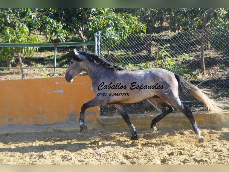 PRE Étalon 3 Ans 164 cm Gris (bai-dun) in Vejer de la Frontera