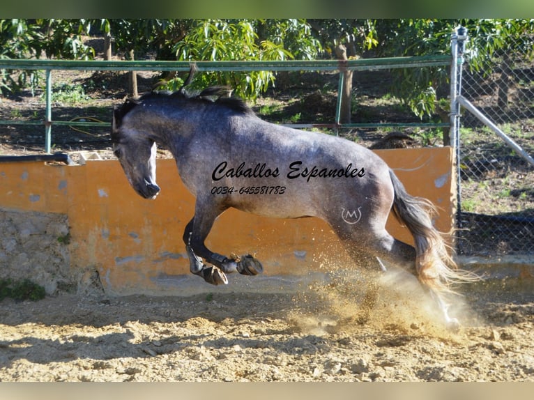 PRE Étalon 3 Ans 164 cm Gris (bai-dun) in Vejer de la Frontera