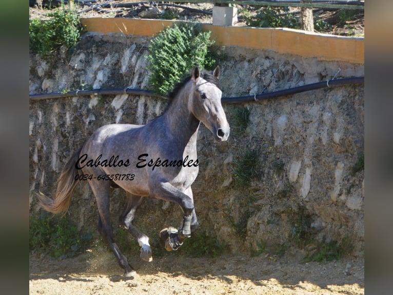 PRE Étalon 3 Ans 164 cm Gris (bai-dun) in Vejer de la Frontera