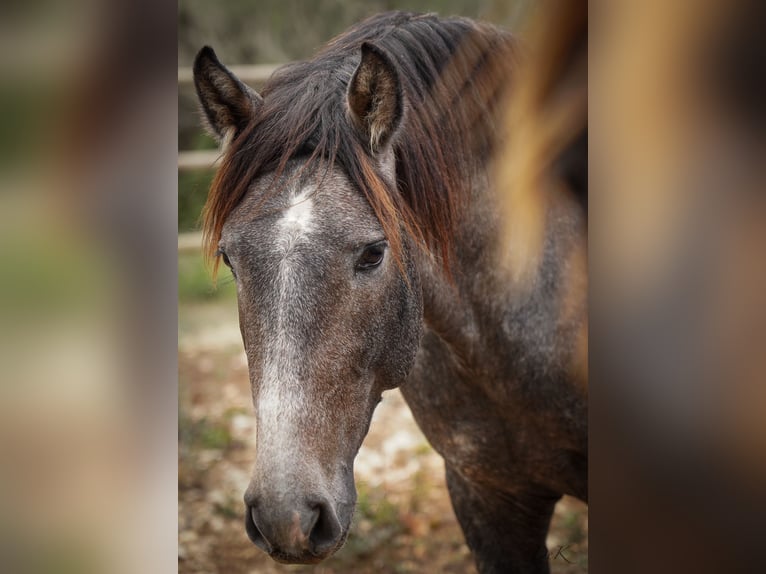 PRE Étalon 3 Ans 164 cm Gris in Manacor