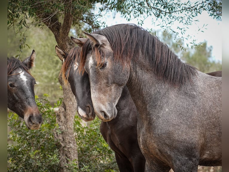 PRE Étalon 3 Ans 164 cm Gris in Manacor