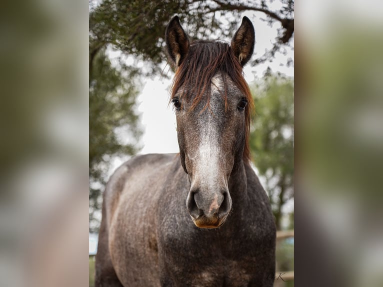 PRE Étalon 3 Ans 164 cm Gris in Manacor