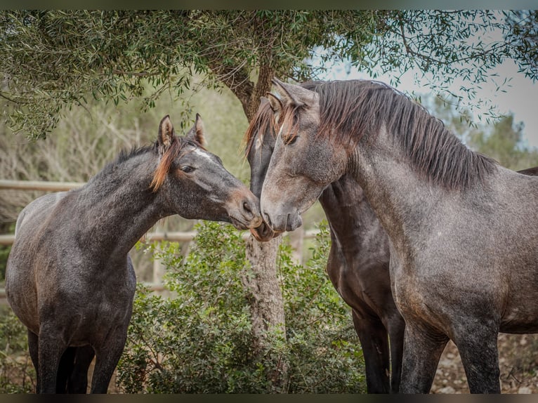 PRE Étalon 3 Ans 164 cm Gris in Manacor