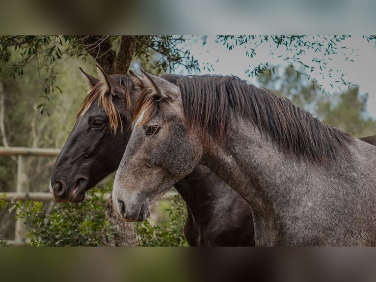 PRE Étalon 3 Ans 164 cm Gris in Manacor