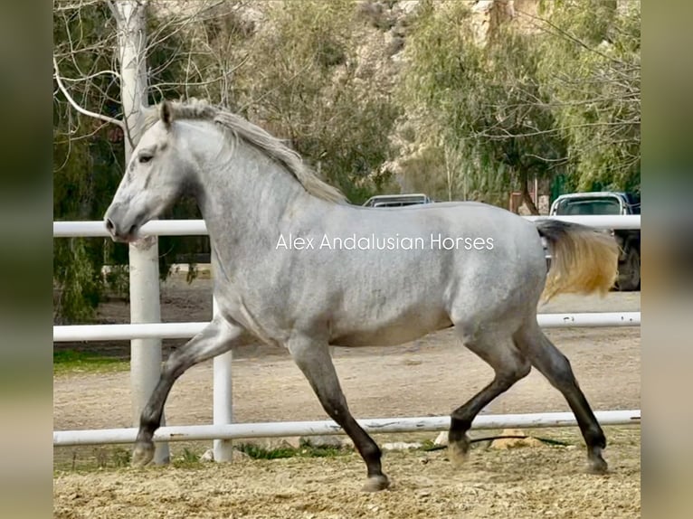 PRE Croisé Étalon 3 Ans 164 cm Gris in Sevilla