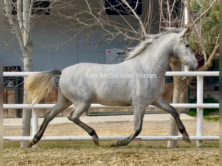 PRE Croisé Étalon 3 Ans 164 cm Gris in Sevilla