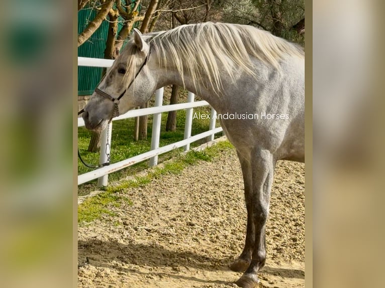 PRE Croisé Étalon 3 Ans 164 cm Gris in Sevilla